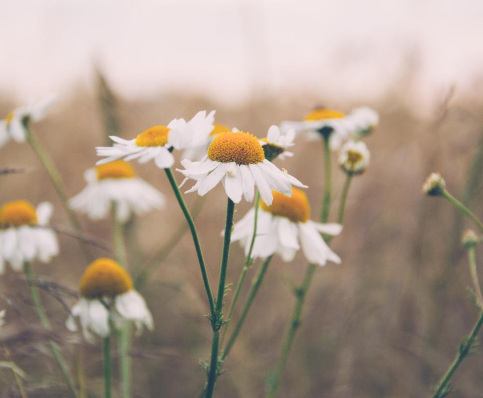Free Image of Close-up of daisies in a field with soft focus. 