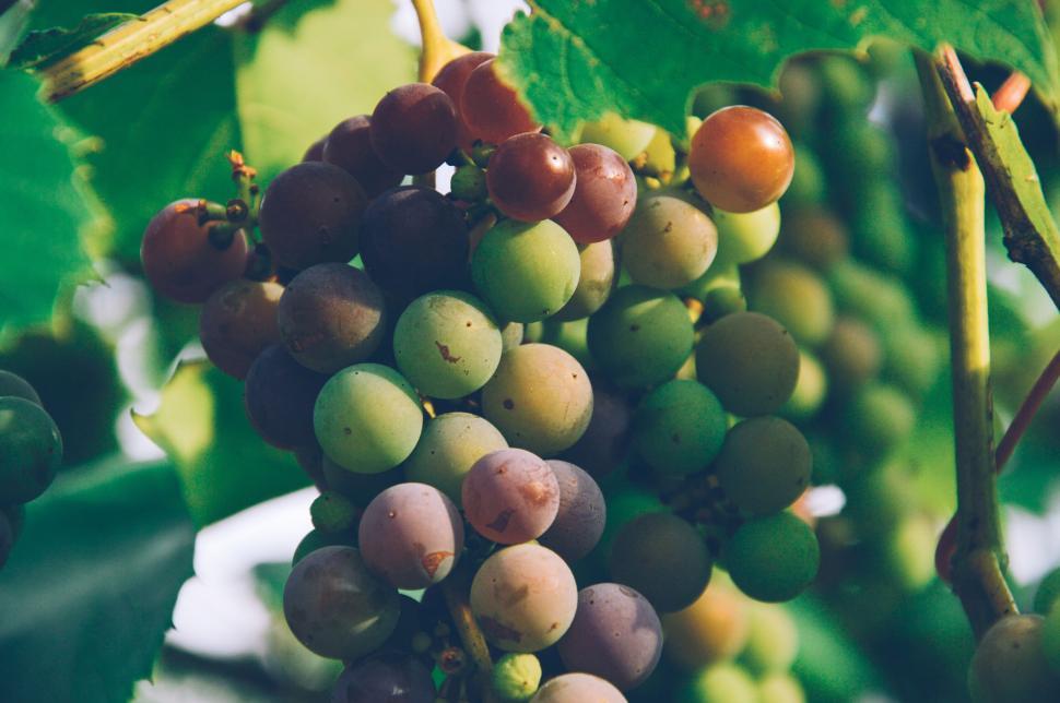 Free Image of Grapes on a vine displaying different stages of ripeness. 