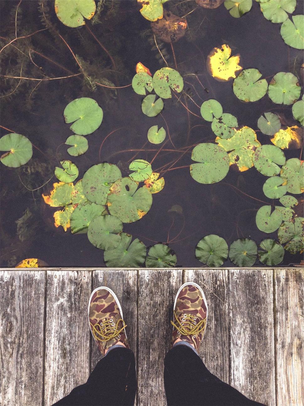 Free Image of Person standing on dock over pond with water lilies 