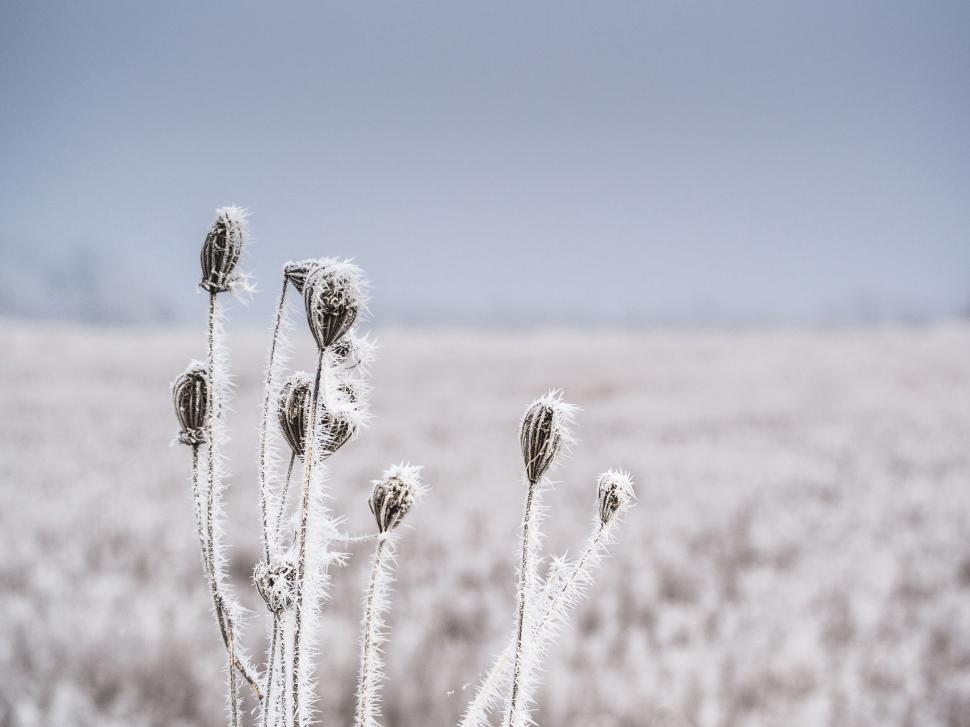 Free Image of Frost-covered plants stand in a barren, winter field. 