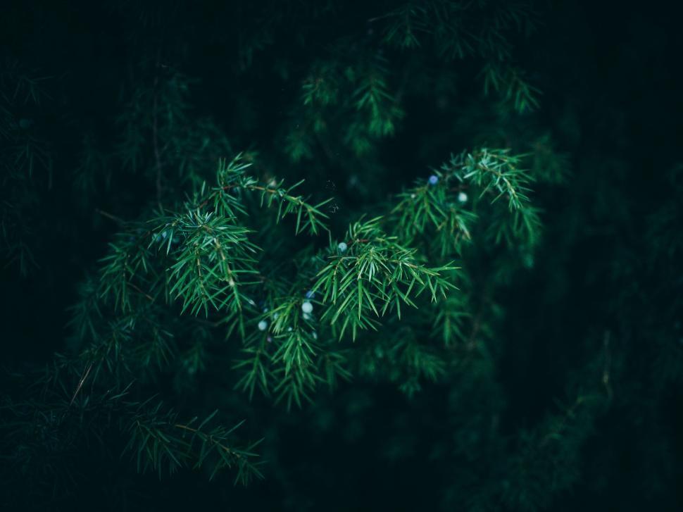 Free Image of Close-up view of dense green foliage in the forest. 