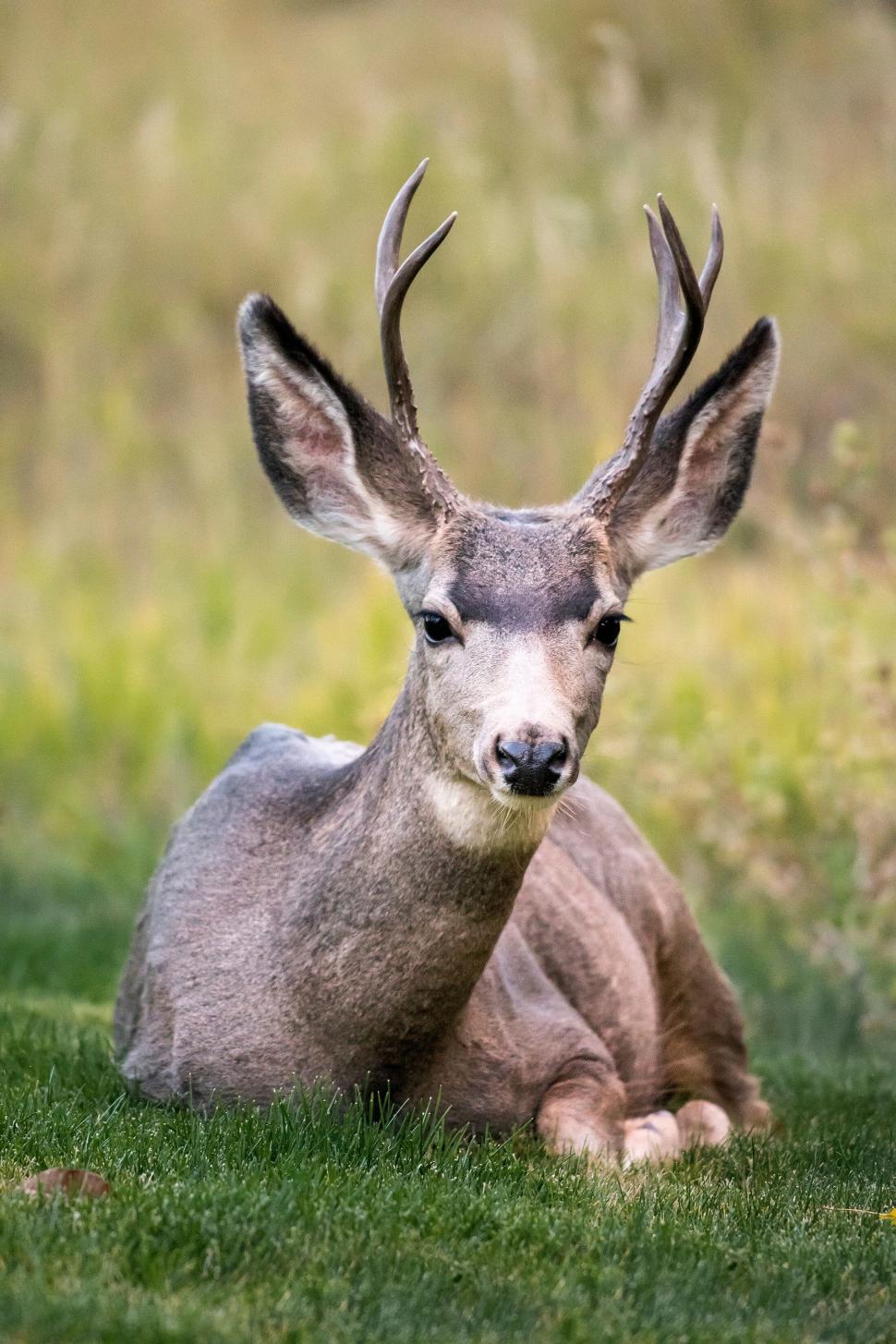 Free Image of A deer resting peacefully on a grassy meadow. 