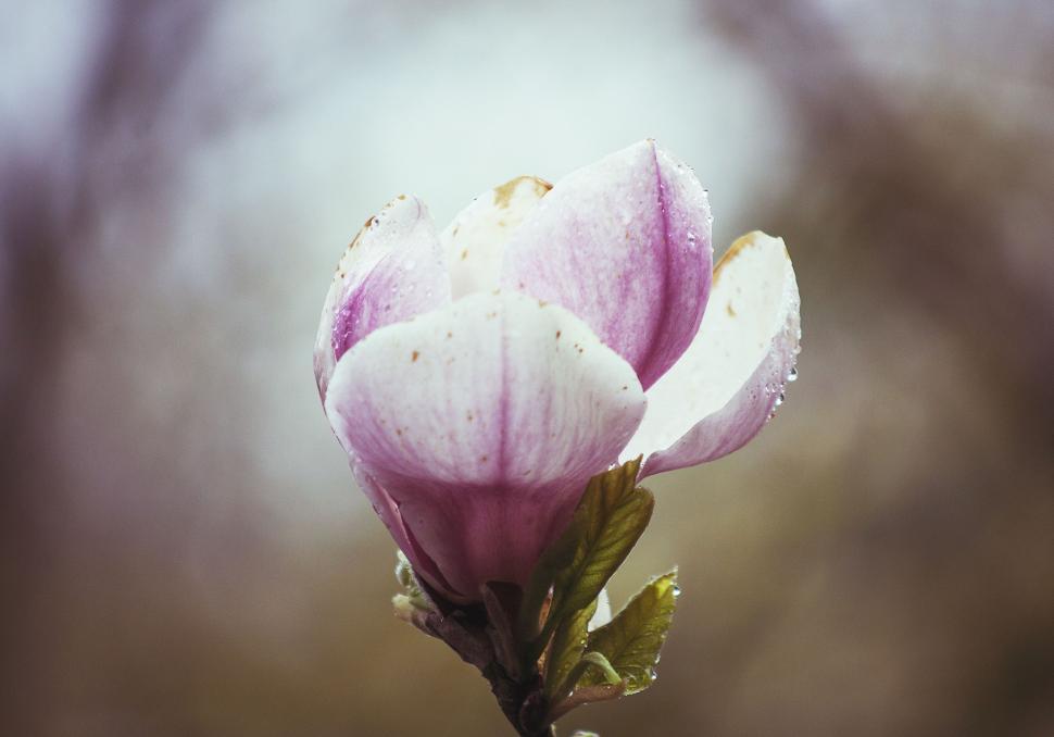 Free Image of Close-up of delicate pink and white flower with dew 