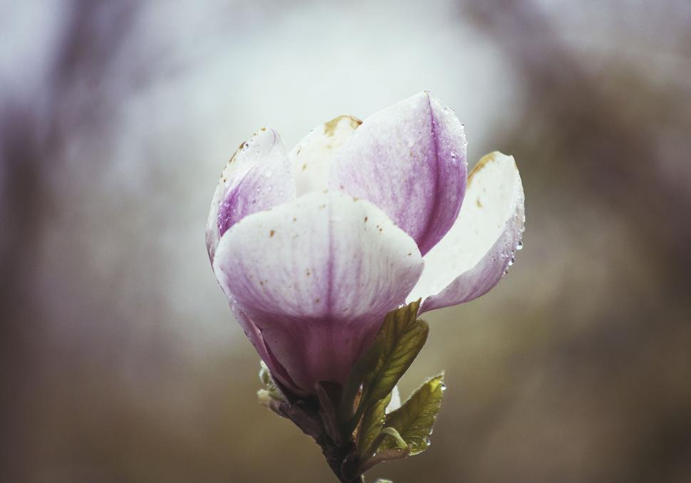 Free Image of Close-up of delicate pink and white flower with dew 