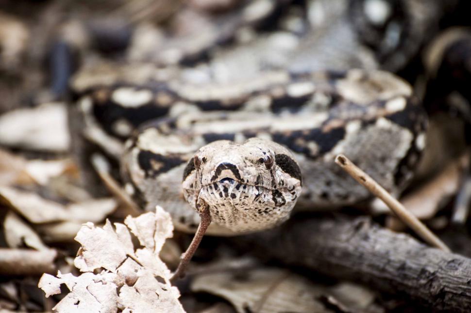 Free Image of Close-Up of a Snake with Tongue Out Exploring 