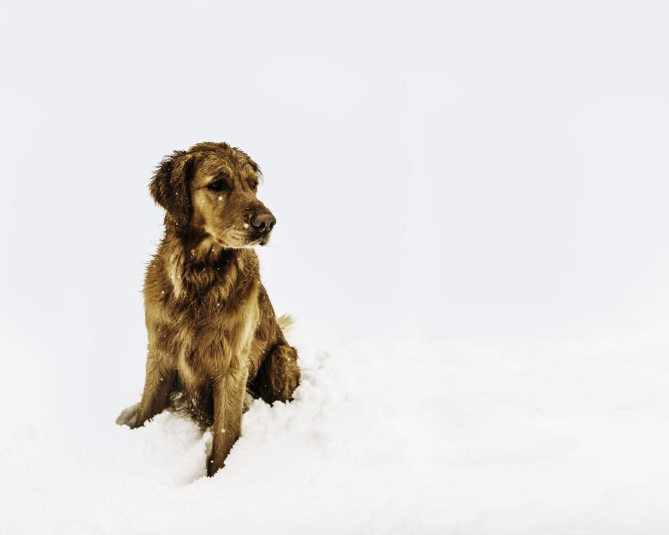 Free Image of Dog sitting in snow looking away calmly and gracefully. 