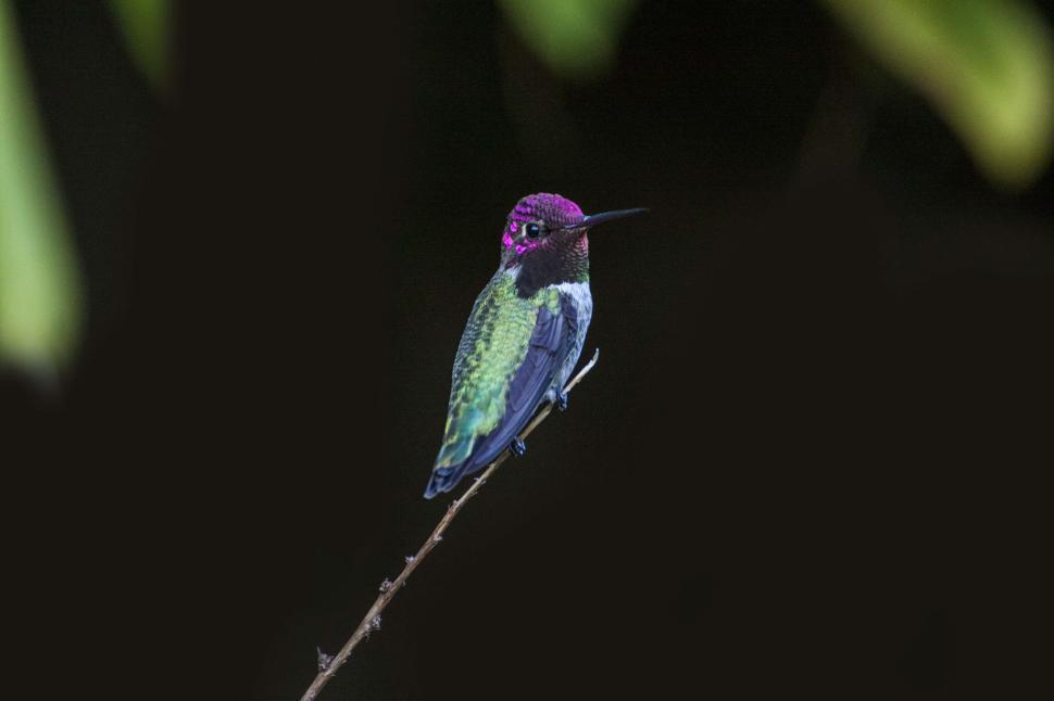 Free Image of Colorful hummingbird perched on a thin branch isolated. 