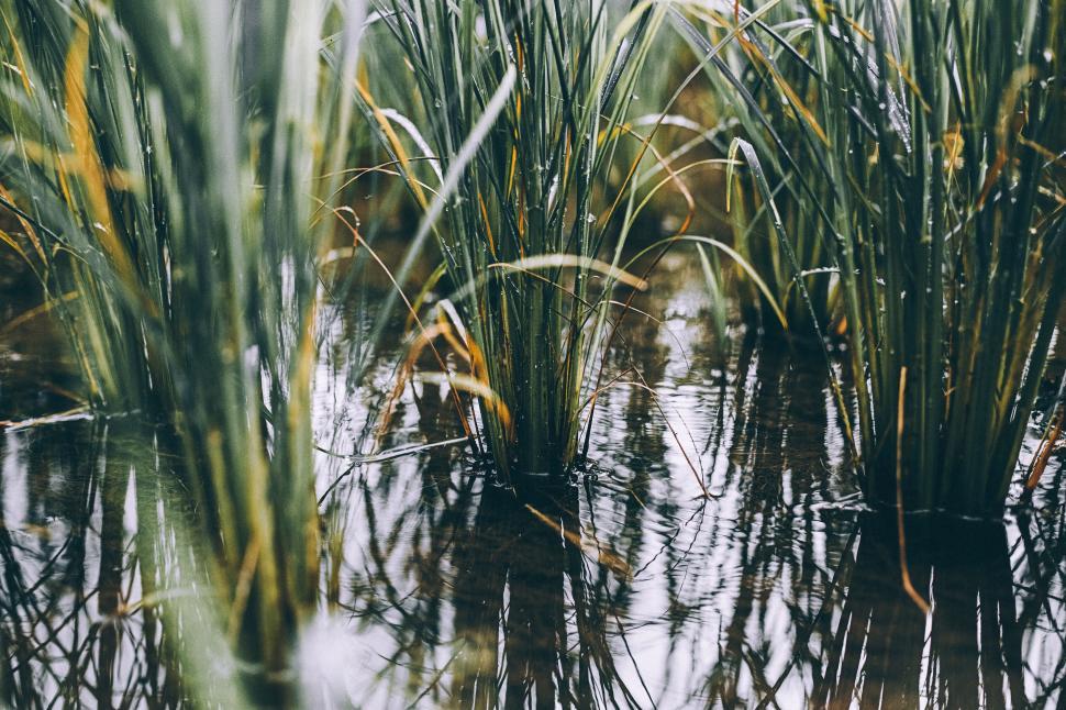 Free Image of Lush green grass with water reflections in a swamp 