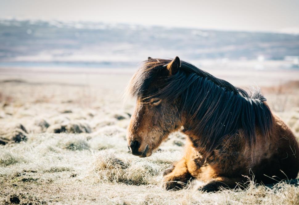 Free Image of Horse lying on grass in open field with mountains afar 