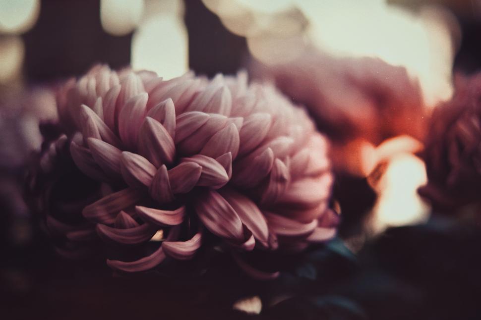Free Image of Close-up of blooming chrysanthemum flower in soft focus 