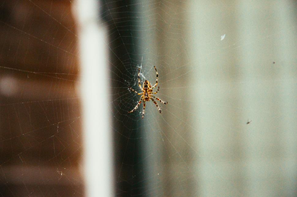 Free Image of Spider on web in nature with blurred background view 