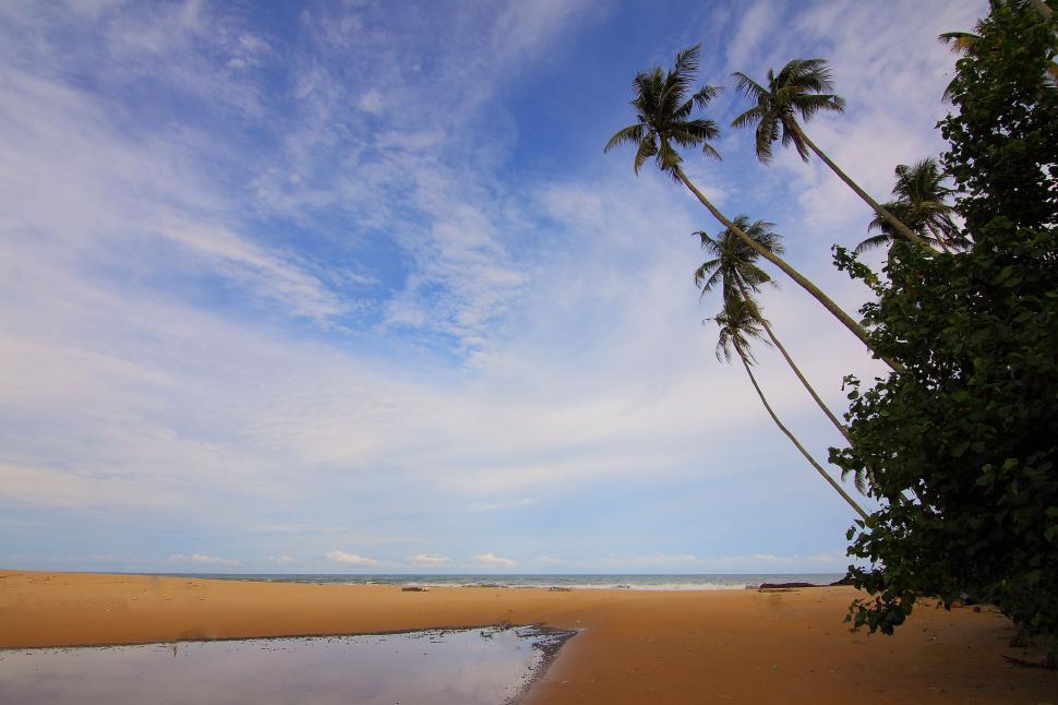 Free Image of Sunny beach with palm trees and clear blue sky view 