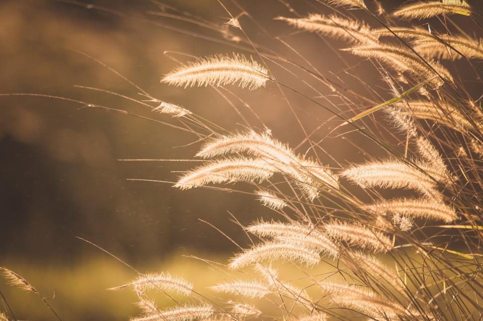 Free Image of Golden sunlight illuminating wild grasses in a field. 