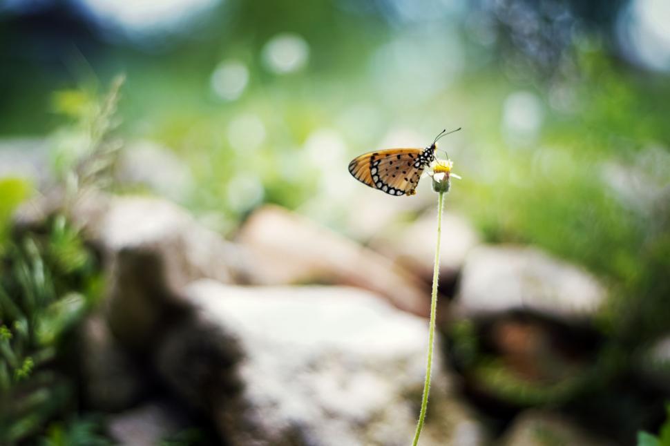 Free Image of Butterfly resting on flower against a blurred background 