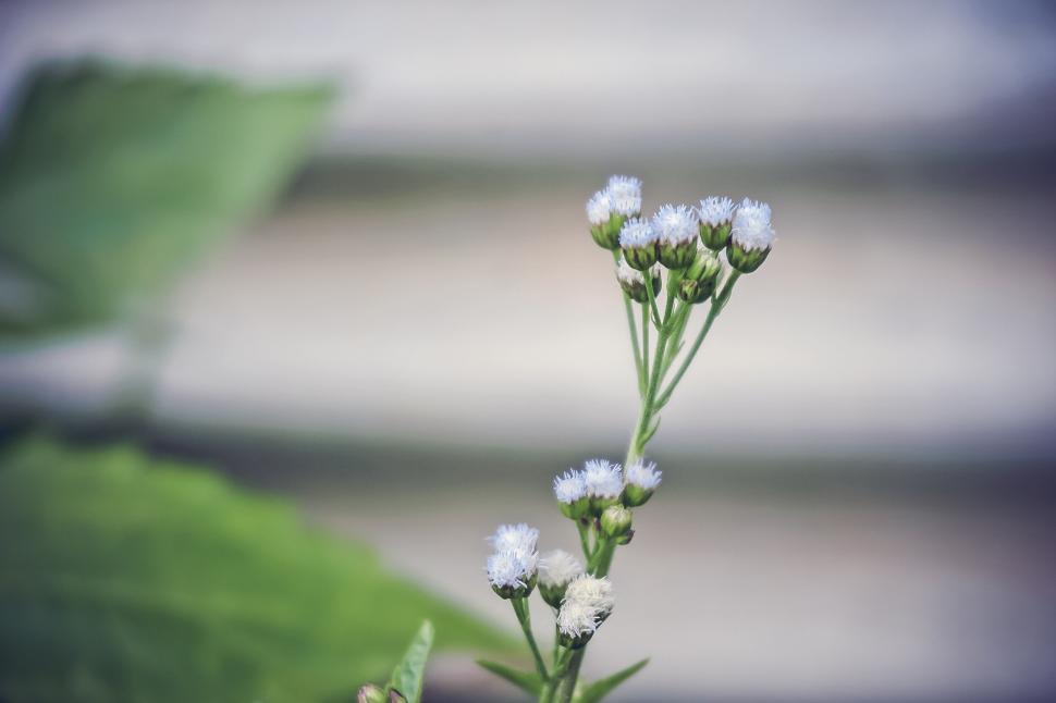 Free Image of Close-up of white wildflowers in natural blurred setting 