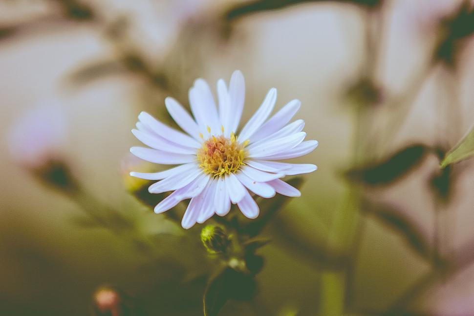 Free Image of Close-up of solitary white daisy with blurred background 