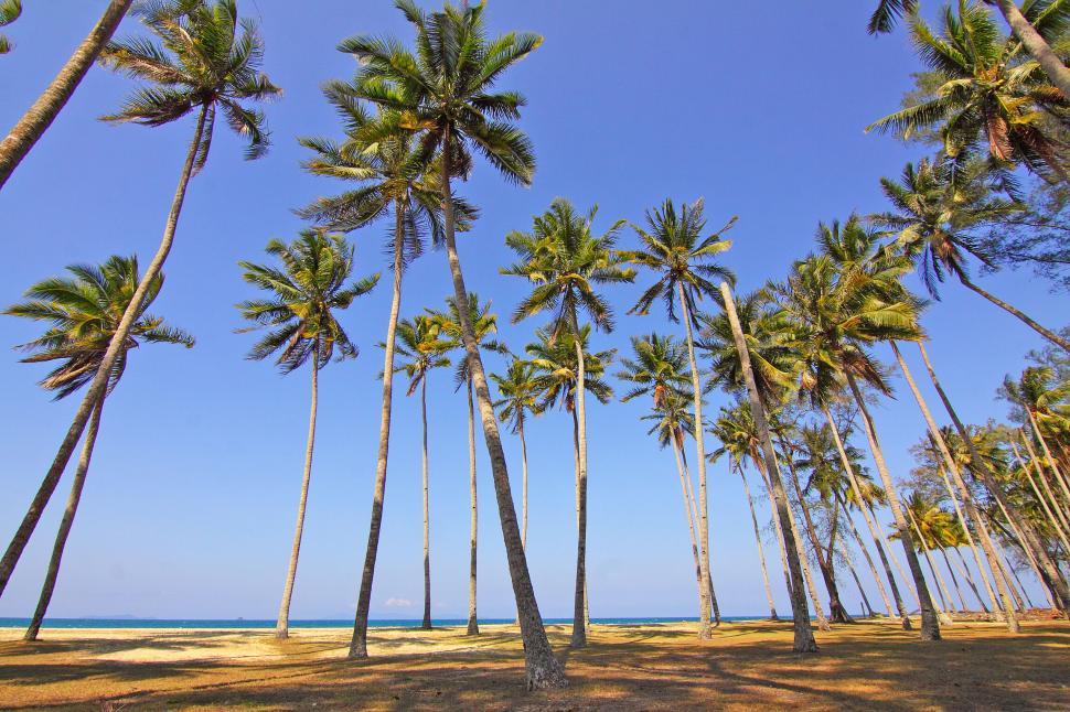 Free Image of Tall palm trees reaching for the clear blue sky above. 