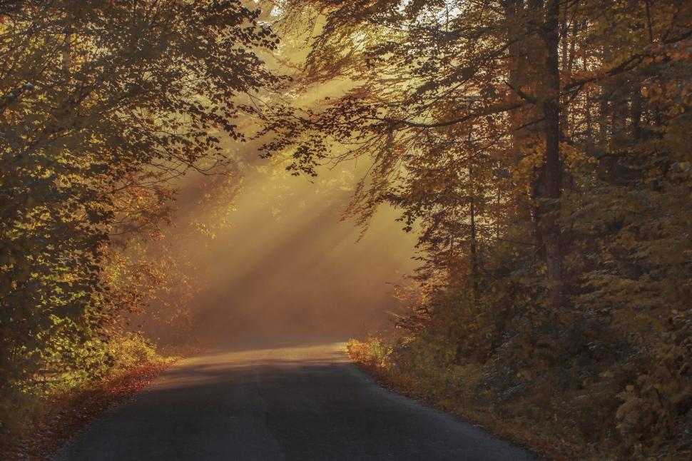 Free Image of Sunlit autumn forest road with vibrant colors and trees 