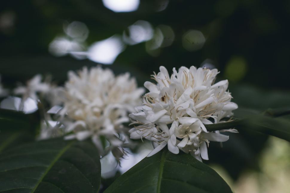 Free Image of Close-up of white flowers blooming on a green plant. 