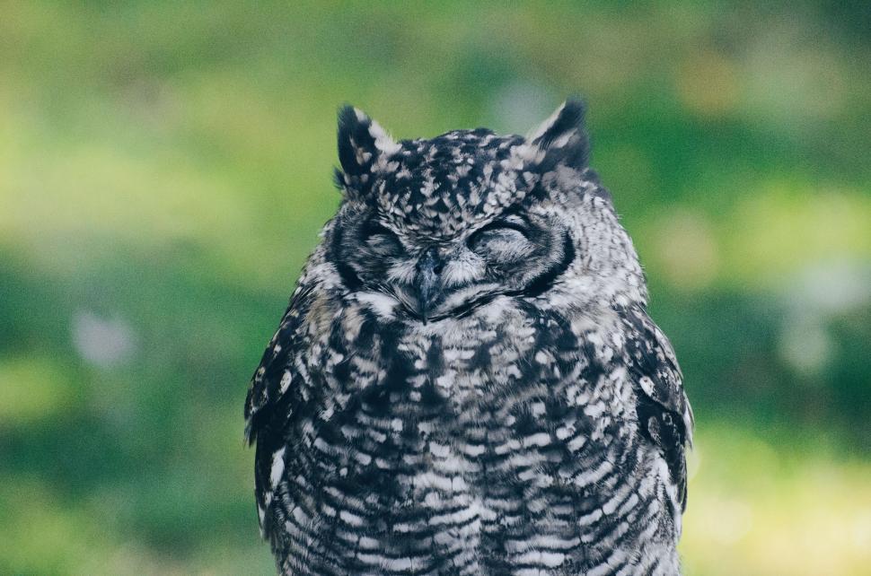 Free Image of Close-up of an owl s face with closed eyes and feathers. 
