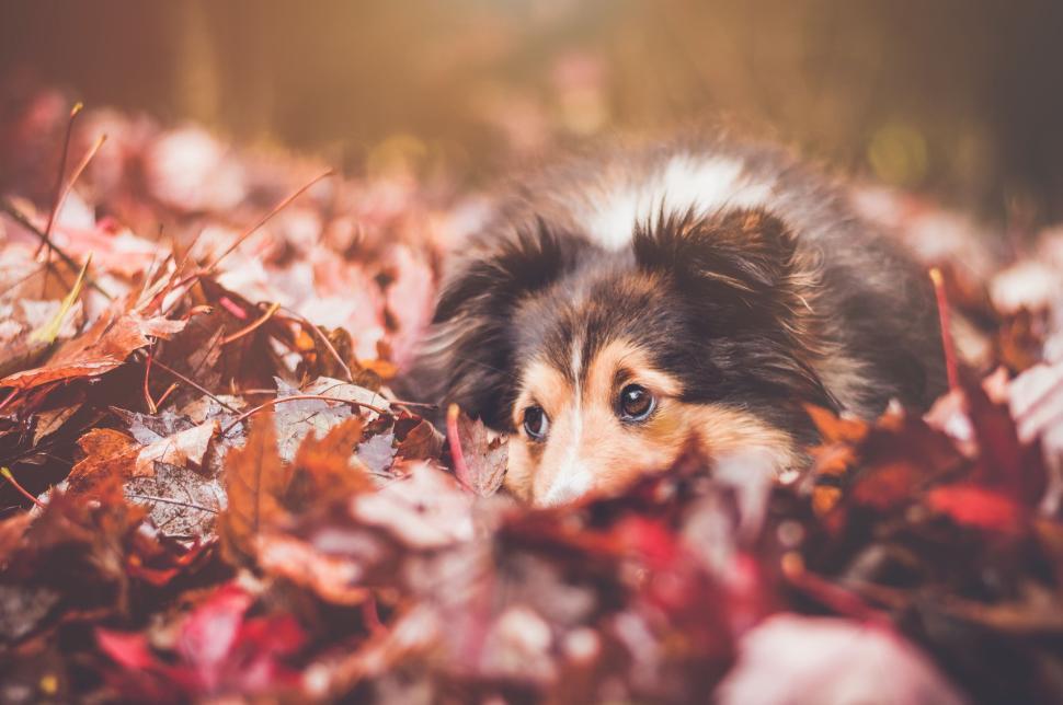 Free Image of Dog lying on autumn leaves looking ahead curiously. 