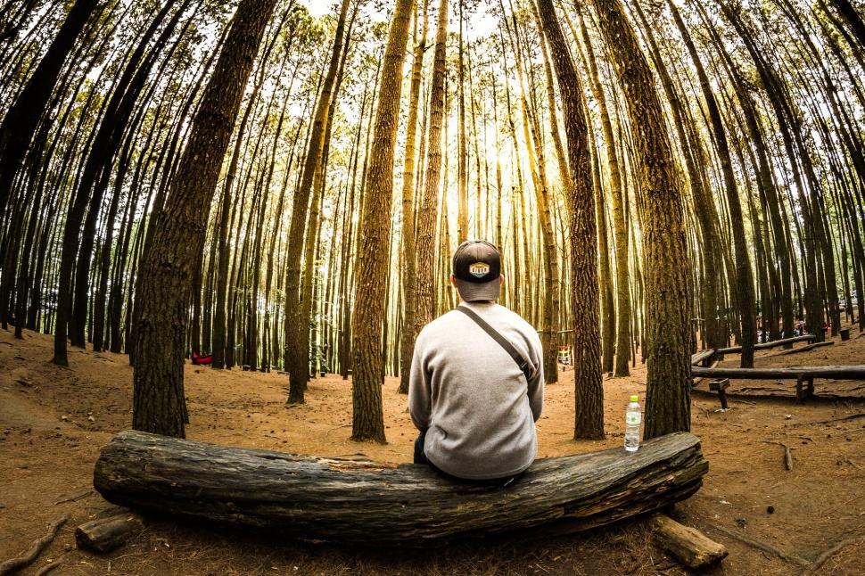 Free Image of Person sits alone on a log in a forest filled with trees. 