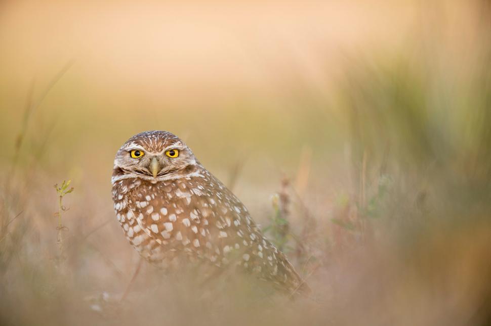 Free Image of Burrowing owl in natural habitat looking at the camera. 