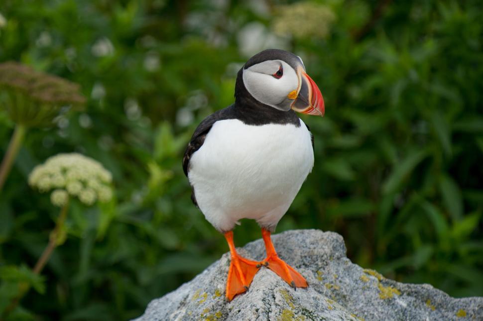Free Image of Atlantic puffin standing on rock with green background. 