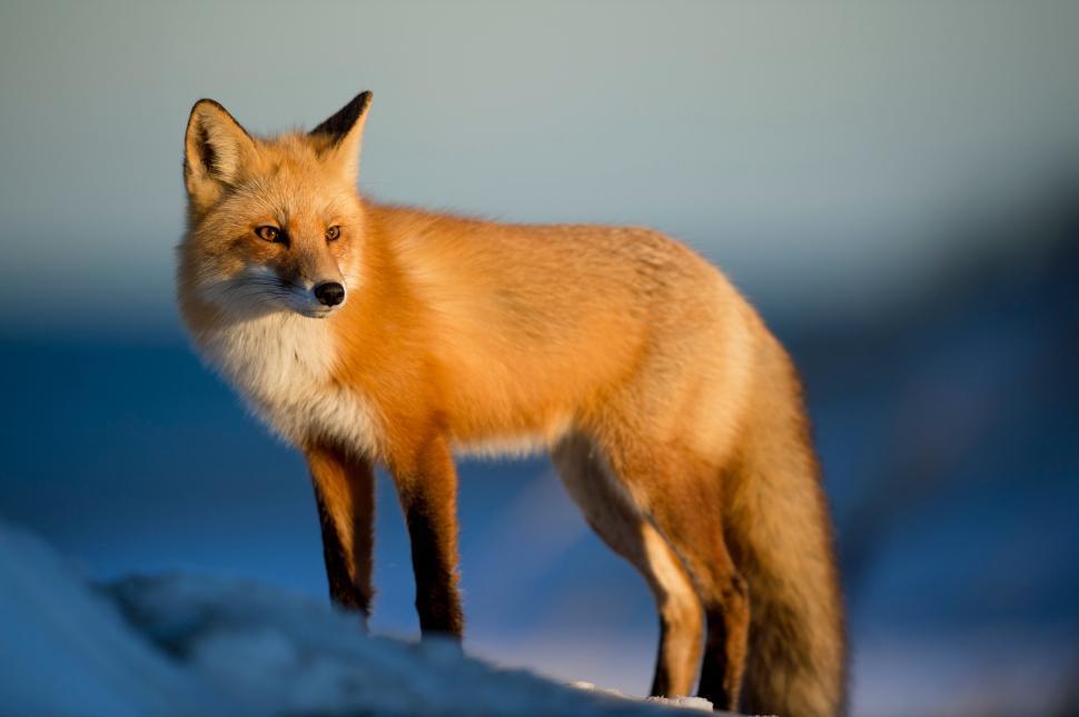Free Image of Fox standing on a snow mound against blue sky background 