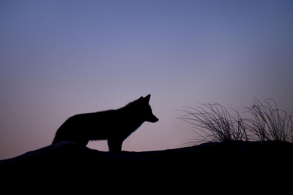 Free Image of Silhouette of a fox at dusk with grass in the foreground 