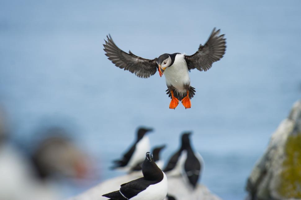 Free Image of Flying puffin approaching its mates on the rocks. 