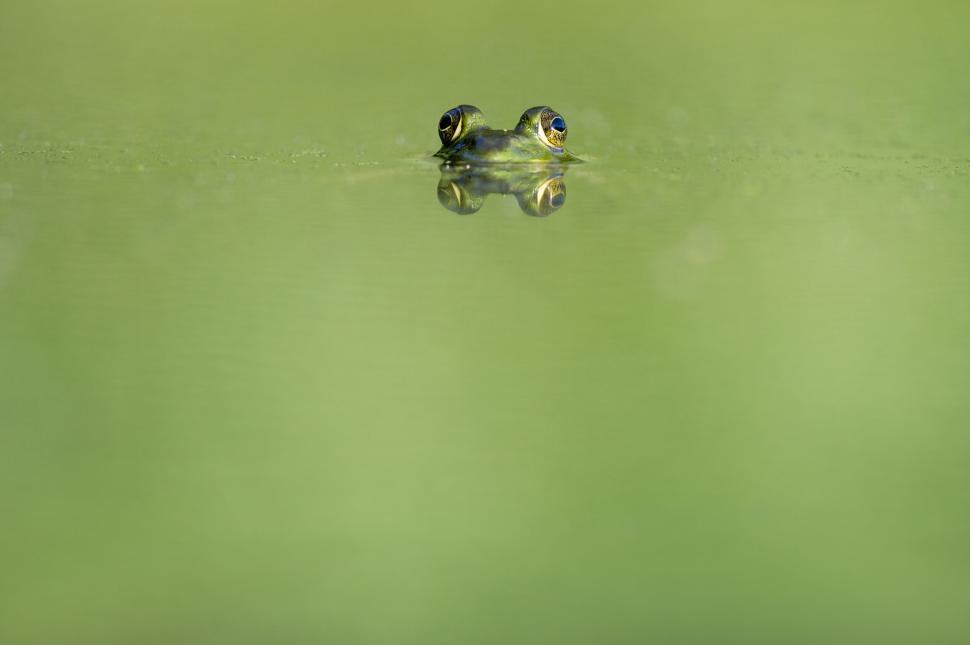 Free Image of A frog s eyes peeking above green water surface. 