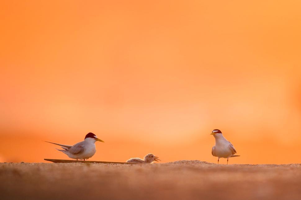 Free Image of Bird family at sunset with chick calling parents 