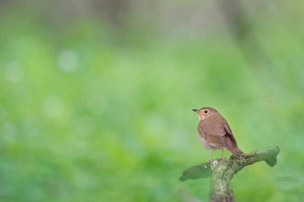 Free Image of Small bird perched on a branch with a green background 