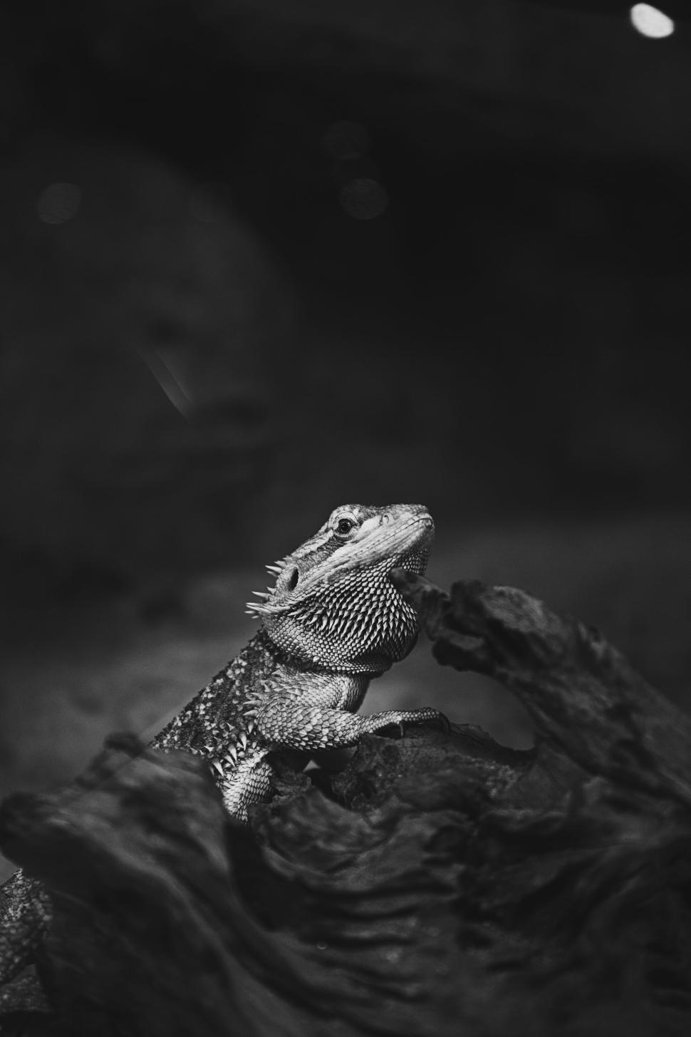 Free Stock Photo of Black and white image of a bearded dragon on wood. |  Download Free Images and Free Illustrations, image size:970x1455