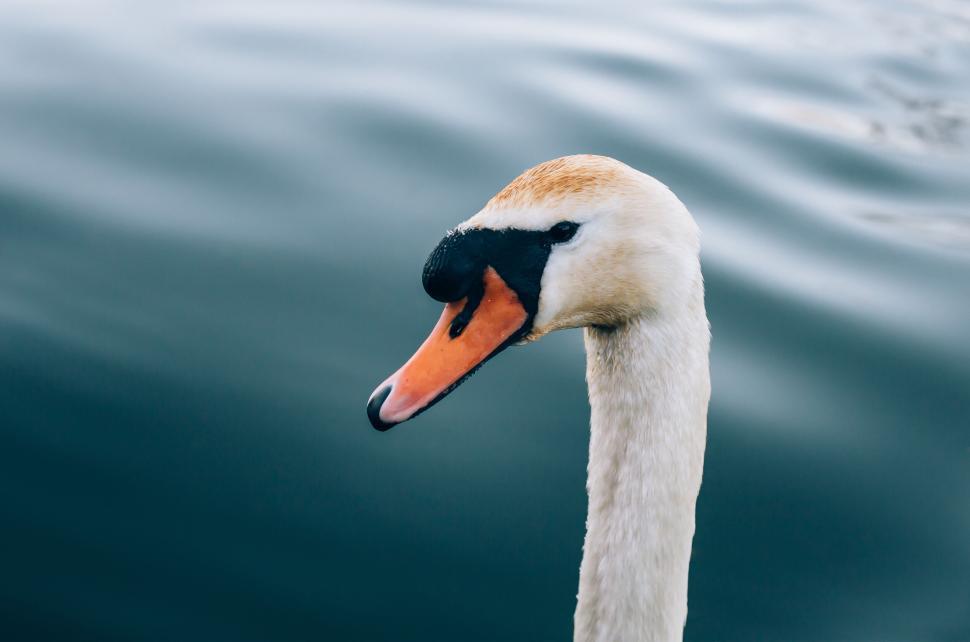 Free Image of Close-up of graceful swan s head against calm water 