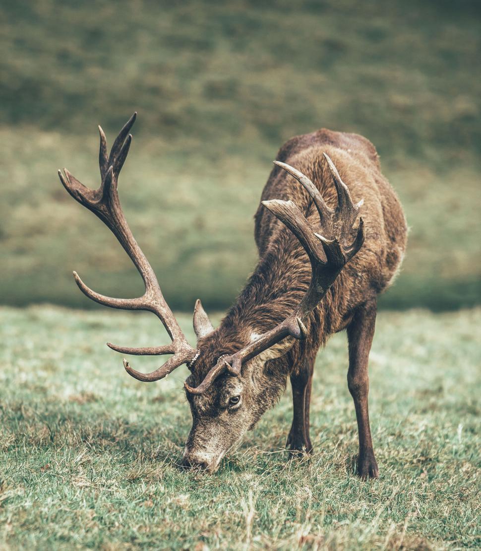 Free Image of Majestic deer grazing in a field with large antlers 