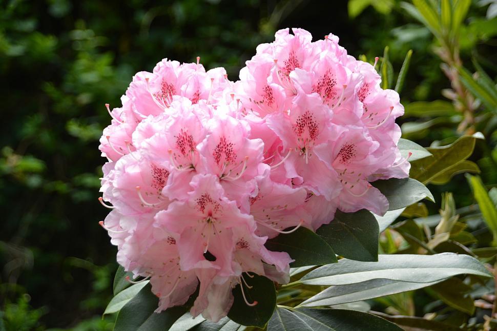 Free Image of Close-up of pink rhododendron flowers against leafy backdrop. 