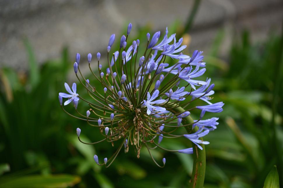 Free Image of Purple agapanthus flower in a garden with blurred backdrop. 