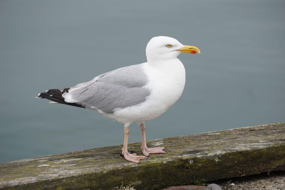 Free Image of White seagull with yellow beak standing on wood plank. 