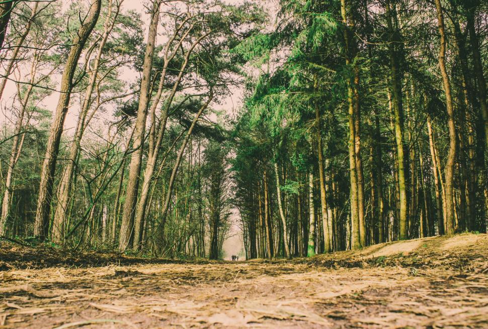 Free Image of Forest path lined with tall trees on both sides. 