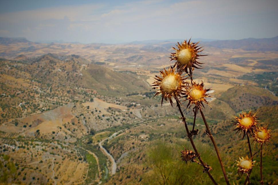 Free Image of Dried plants overlooking vast arid landscape with hills 