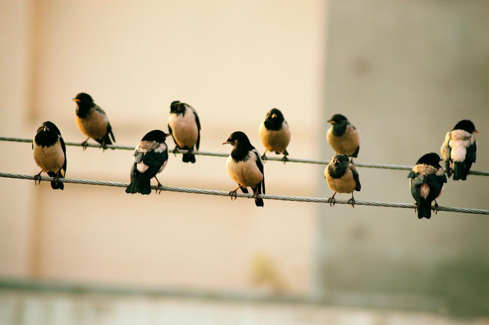 Free Image of Group of small birds perched on wire in soft light. 