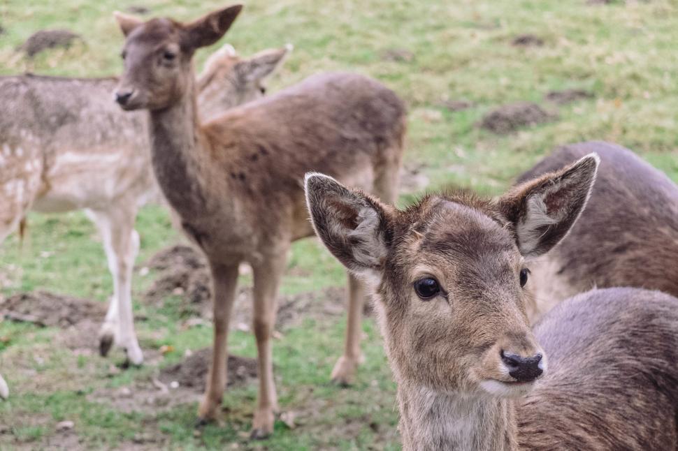 Free Image of A herd of deer grazing on green grass in the wild. 