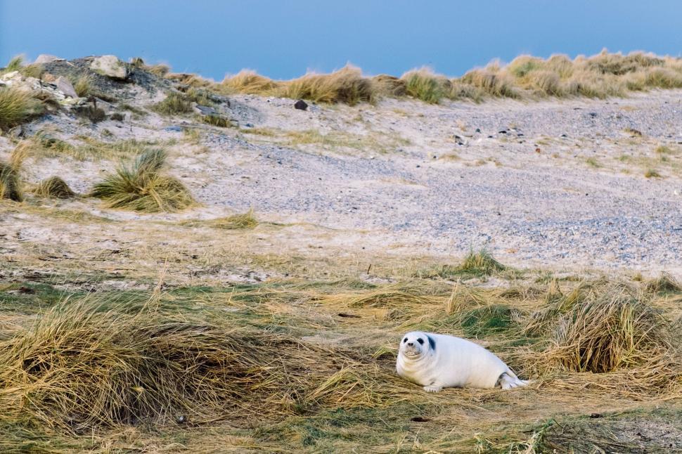 Free Image of White seal resting on green grass near shoreline 
