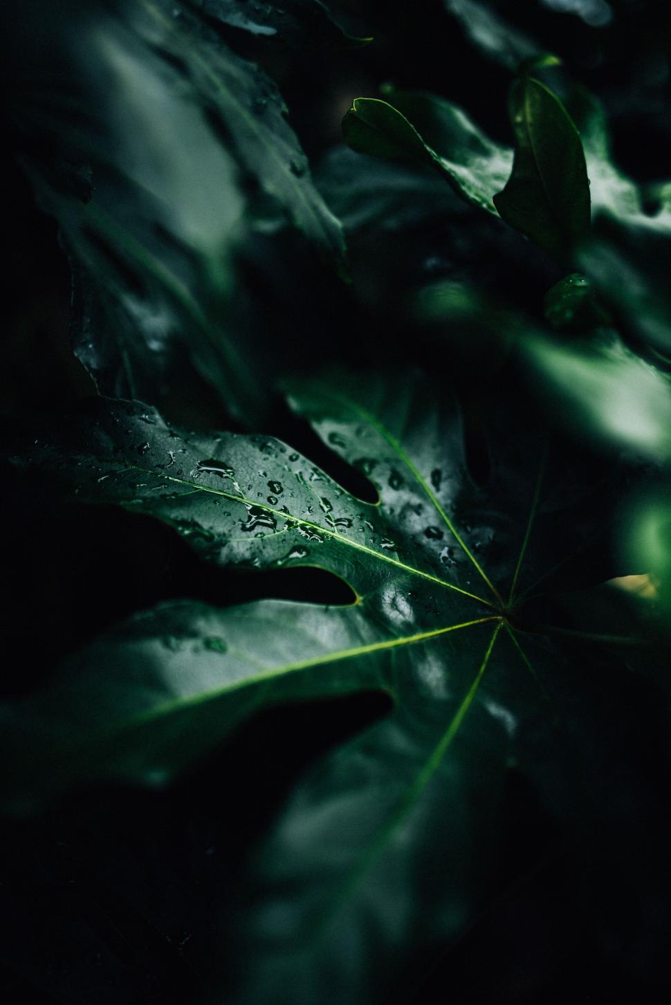 Free Image of Close-up of green leaves with morning dew droplets on them 