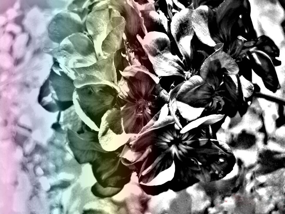 Free Image of Multicolored Flowers in a Vase 