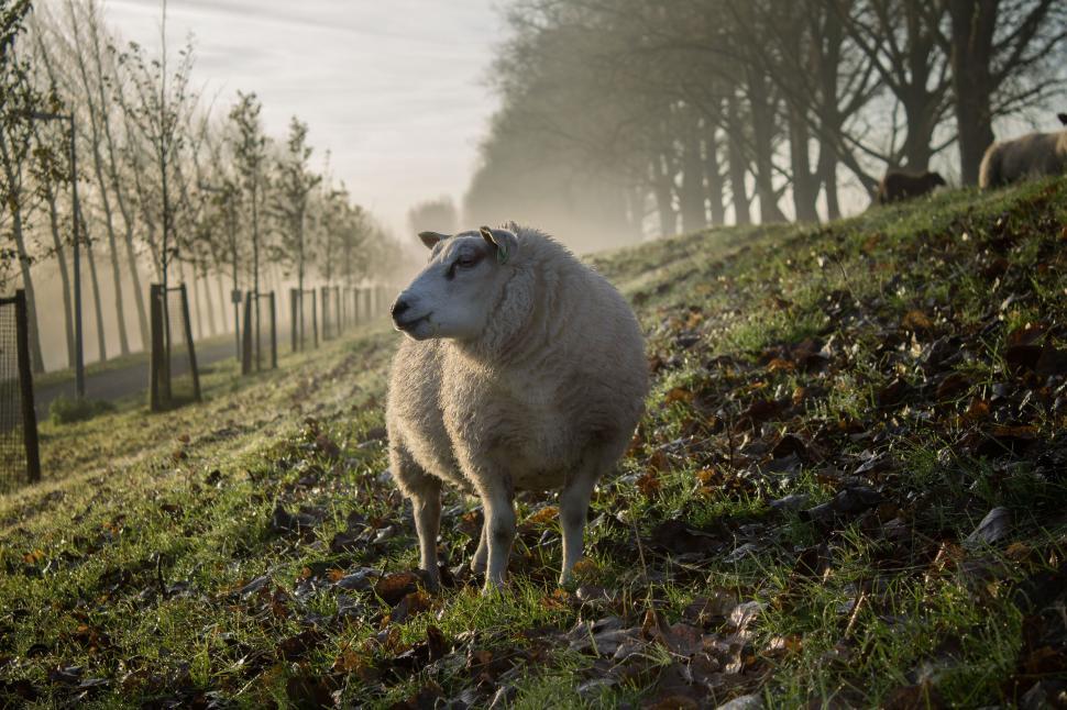 Free Image of Peaceful sheep grazing in a foggy pastoral landscape 