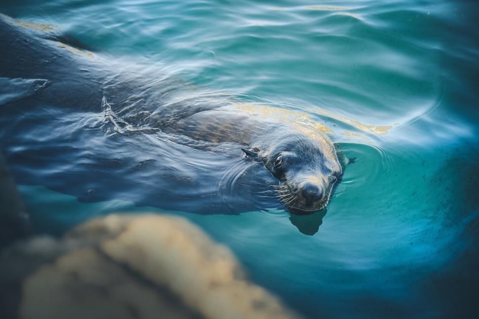 Free Image of Sea lion swimming in clear ocean water, portrait view. 