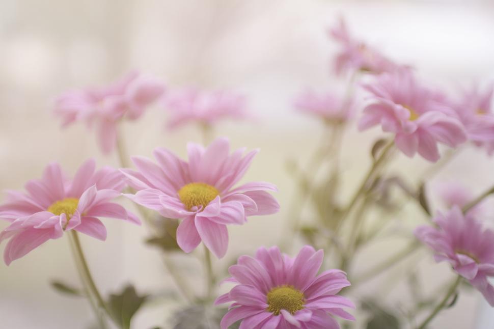 Free Image of Soft pink flowers blooming in natural daylight. 